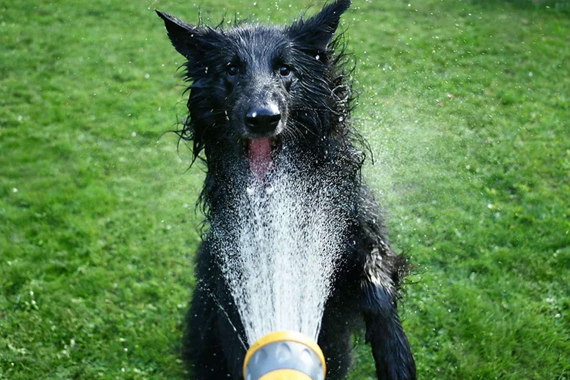 dog enjoying water from a hose depicting pro tips for cooling down on a hot summer day